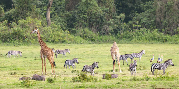 Game Drive - Arusha National Park