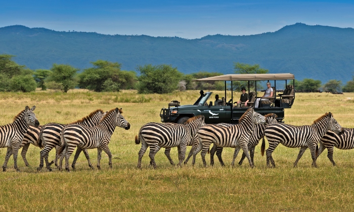 Game Drive - Serengeti