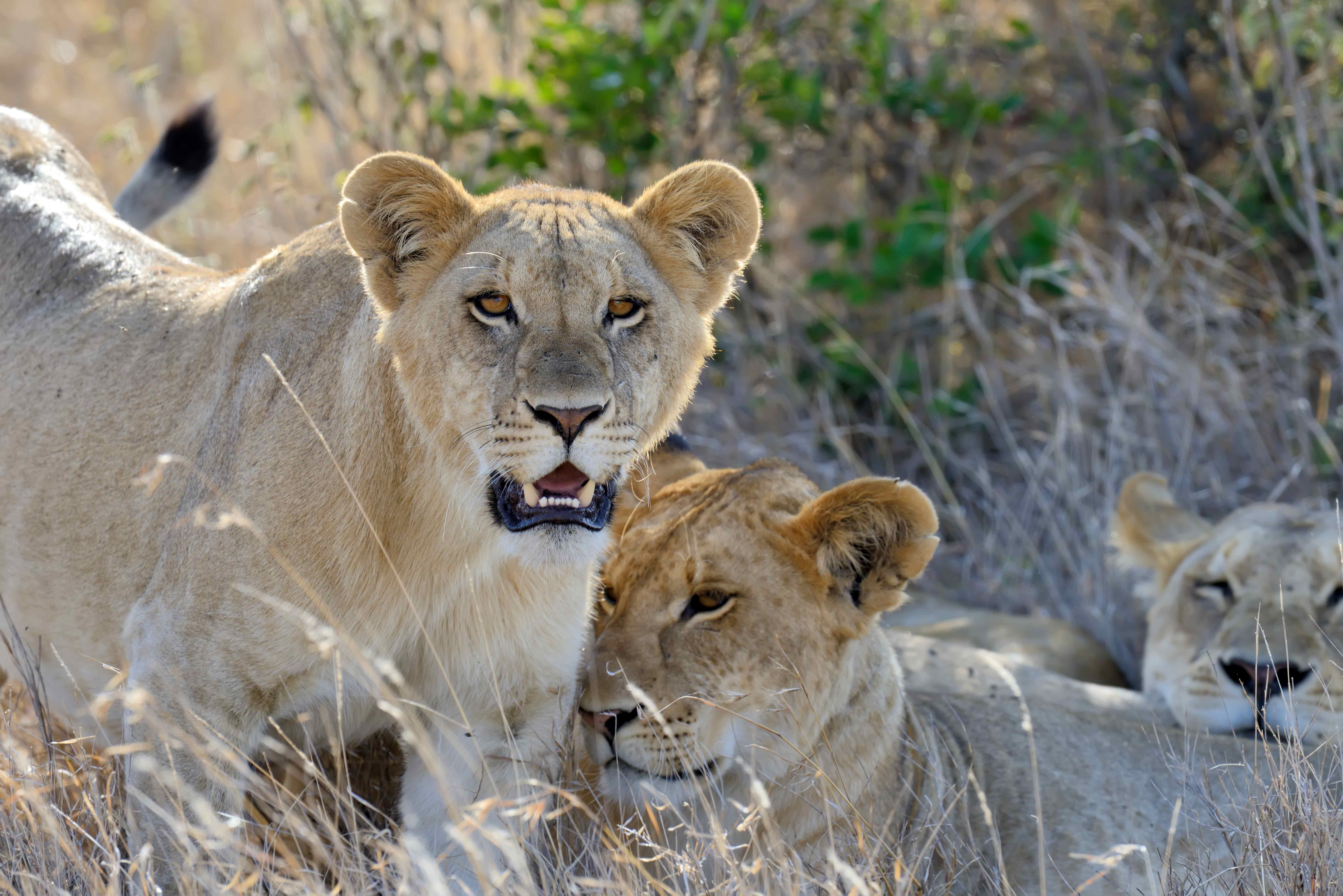 Lions resting in the Serengeti savanna