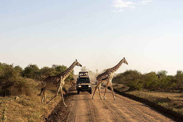 Safari guides with guests